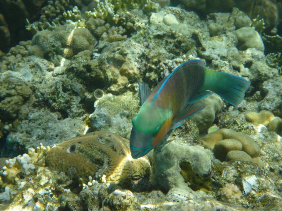 Hausriff 7 Charmillion Club Resort