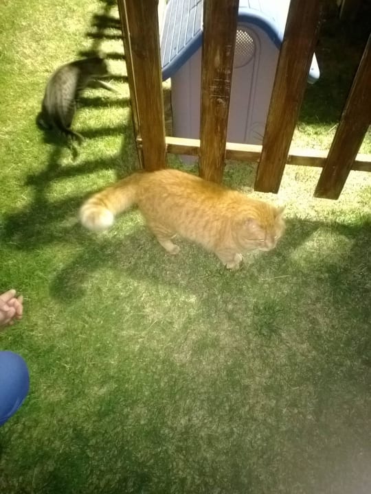 Гарфилд Crystal Tat Beach Pearl Collection