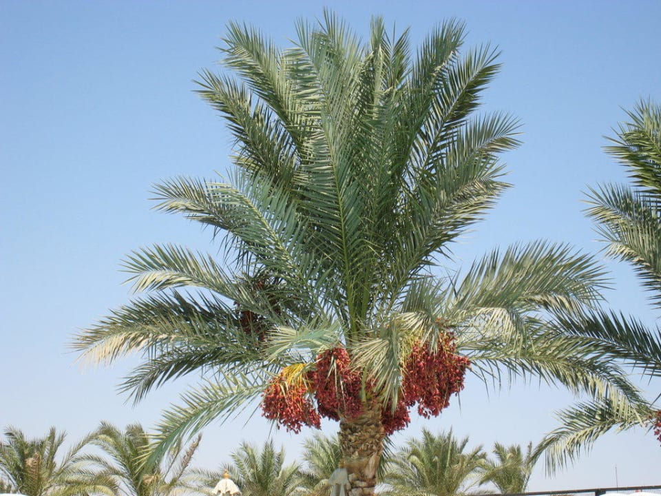Reife Datteln Pickalbatros Dana Beach Resort - Hurghada