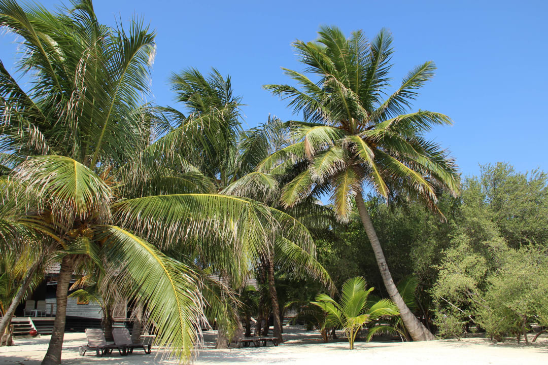 Palmen hinter dem O-Restaurant Kuredu Island Resort & Spa
