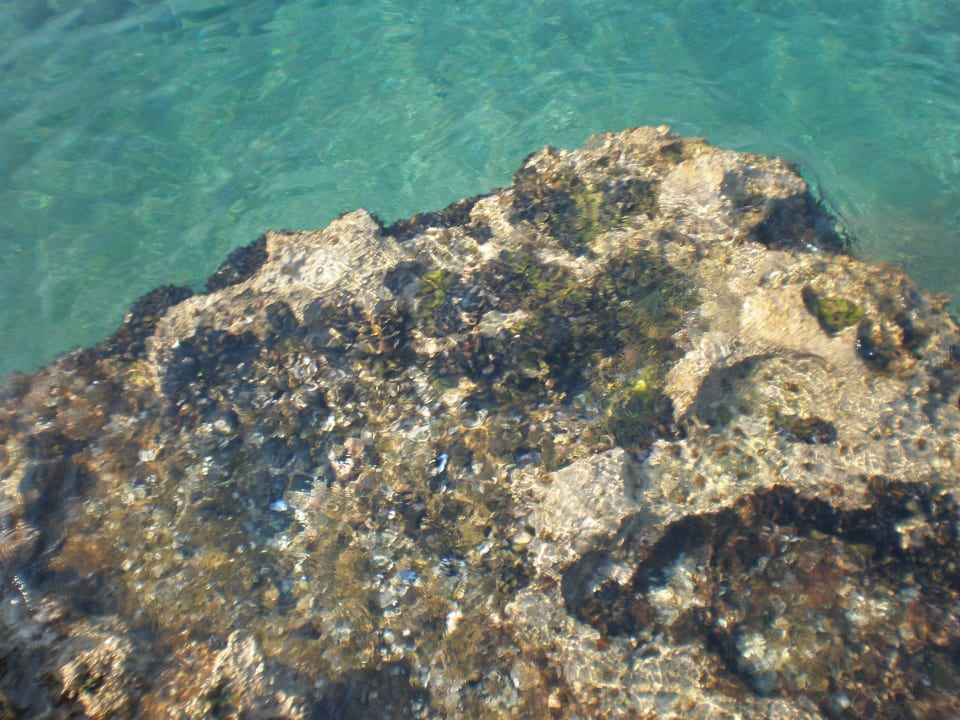 Felsenstrand, glasklares Wasser! Drazica Resort - Hotel Drazica