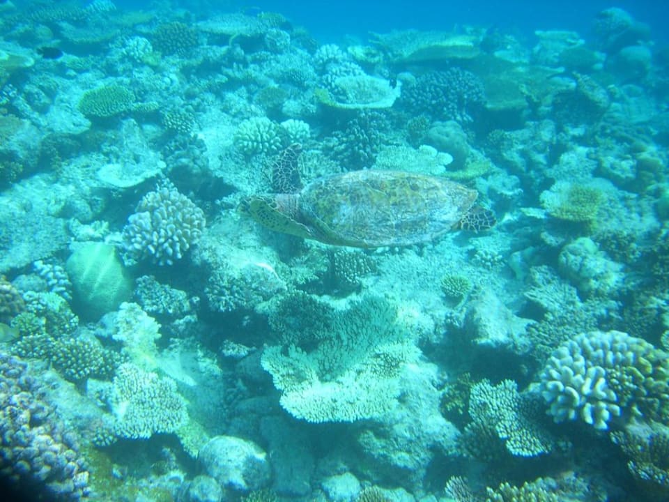 Wasserschildkröte Kuramathi Maldives