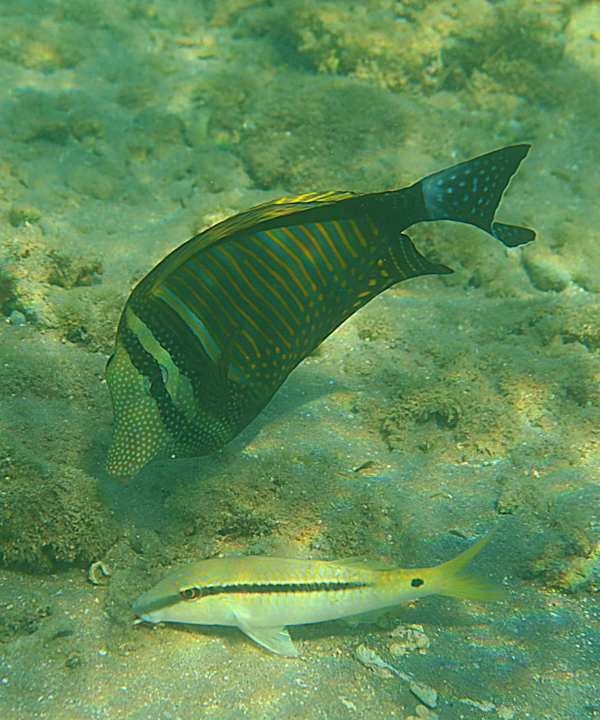 Strand Pickalbatros Palace Resort