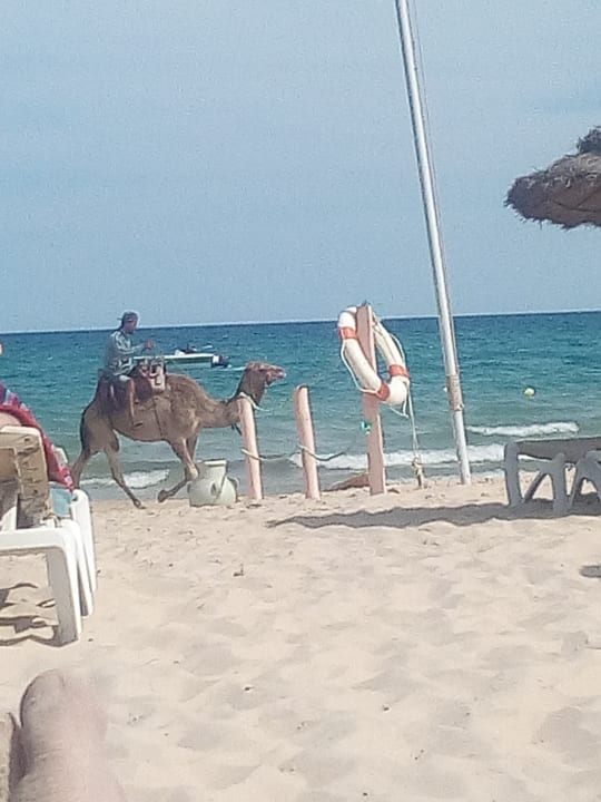 Strand Hotel Nesrine