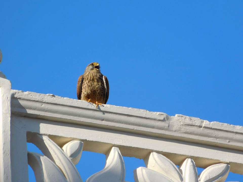 Falke Pickalbatros Palace Resort