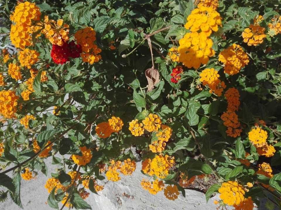 Ausblick Pension Victoria