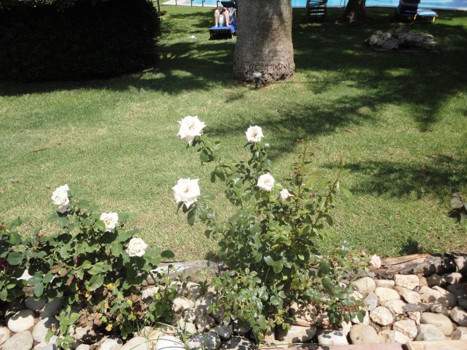 Ogród allsun Hotel Malia Beach