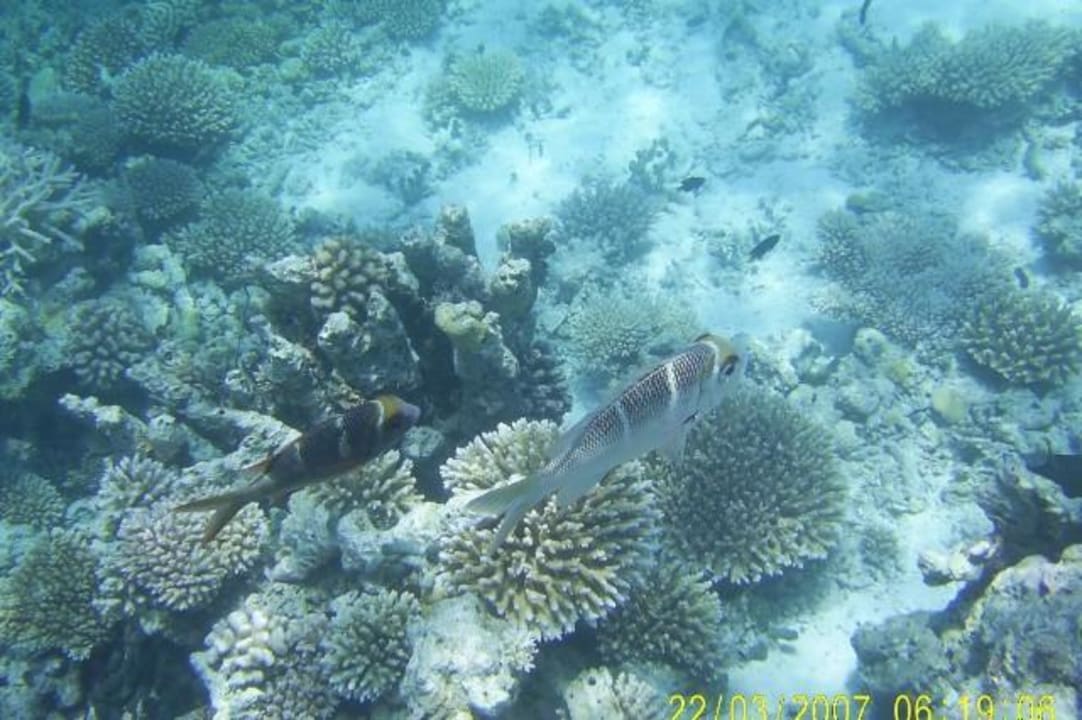 Riff Eri Maldives