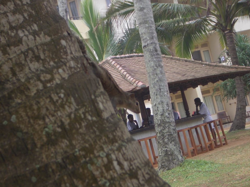 Tägliche Besucher und Strandbar Mermaid Hotel & Club