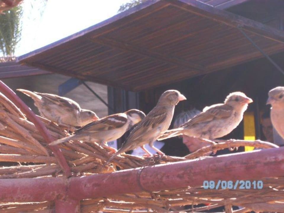 Besucher Jaz Makadi Oasis Resort