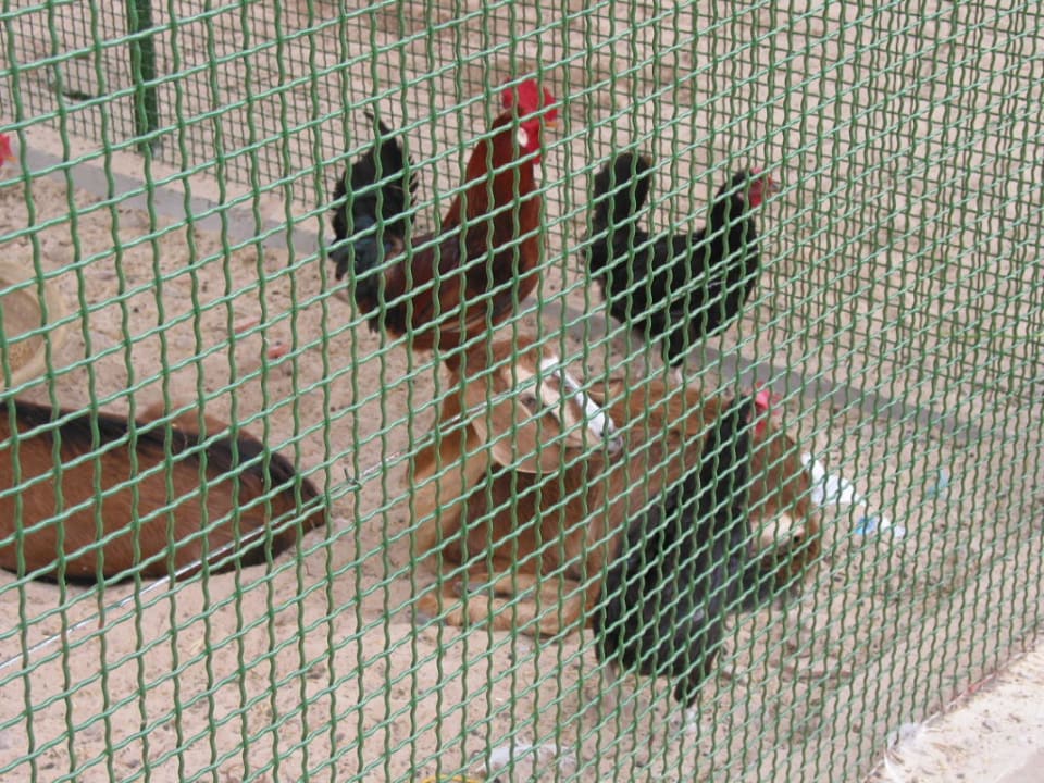 Minizoo Hotel Sangho Club Zarzis