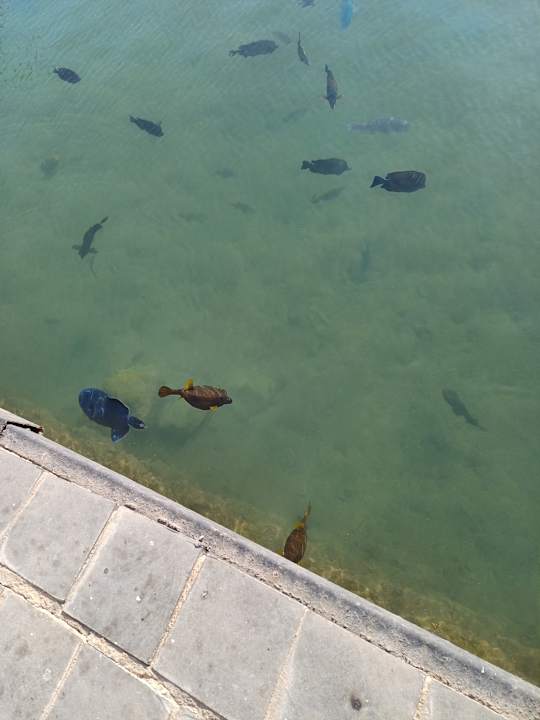 Sonstiges Pickalbatros Dana Beach Resort - Hurghada