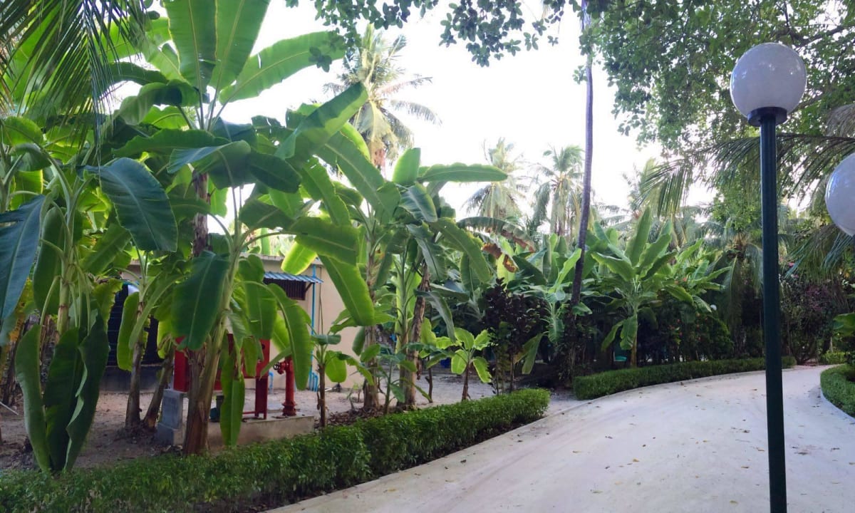 Blick auf die hoteleigene kleine Bananenplantage Adaaran Select Hudhuran Fushi - Premium All Inclusive