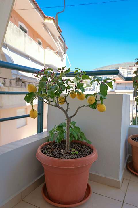 Zimmer Emiljano Apartment