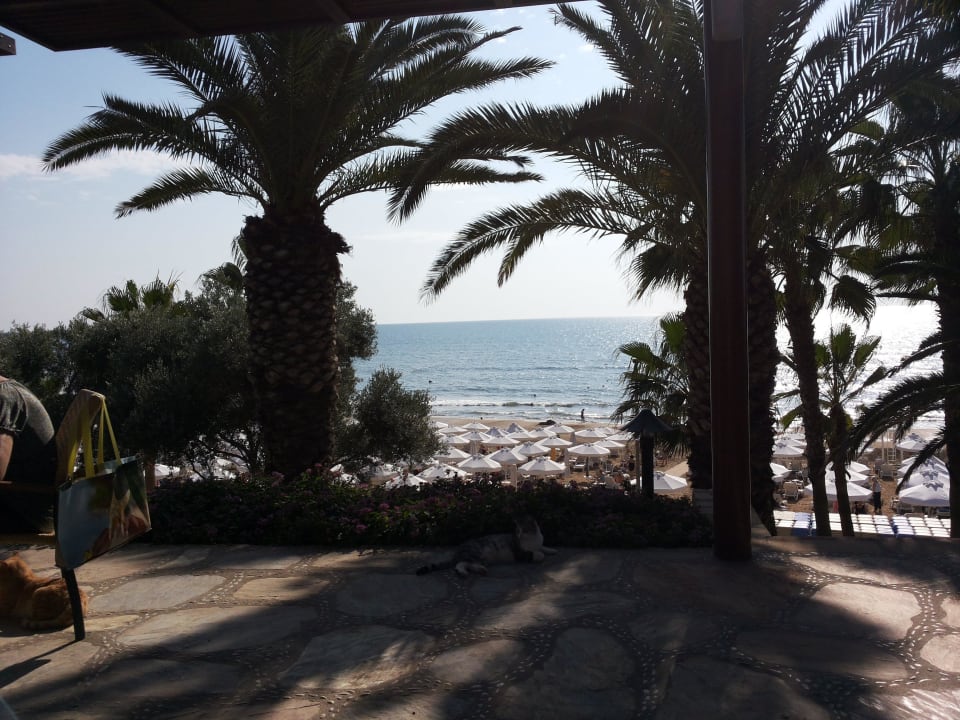 Blick vom der Bonsai Bar Arum Barut Collection