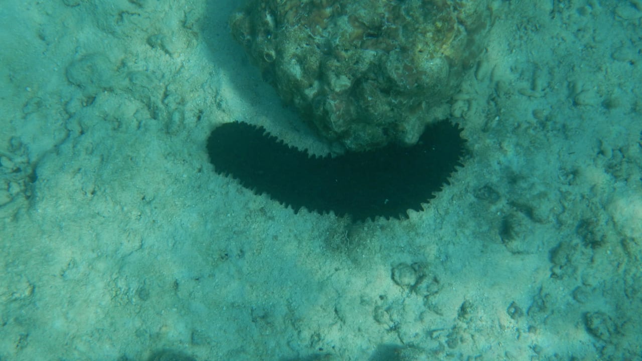 Zahnrad Walze Adaaran Select Meedhupparu Island Resort - Premium All Inclusive