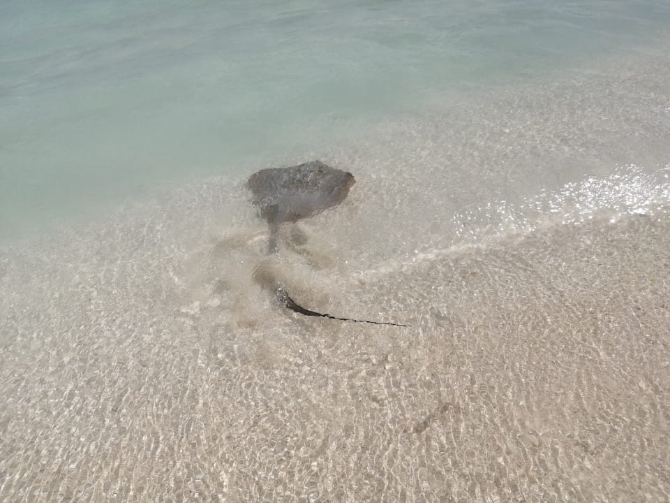 Strand Adaaran Select Meedhupparu Island Resort - Premium All Inclusive