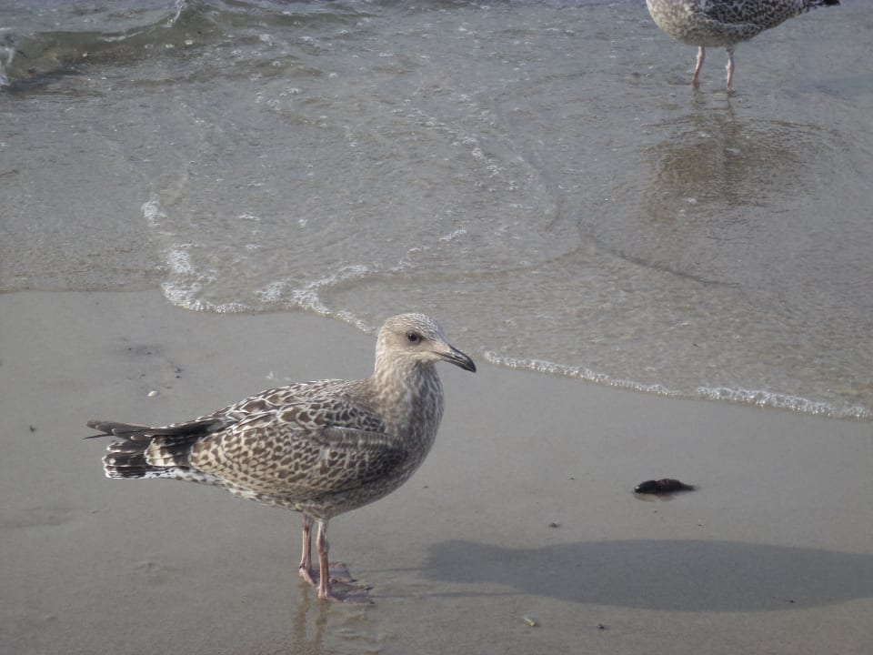 Strand Hotel Residenz Waldkrone Kühlungsborn