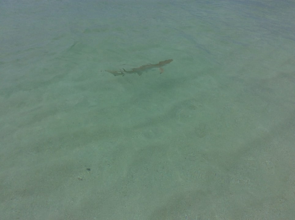 Strand Adaaran Select Meedhupparu Island Resort - Premium All Inclusive