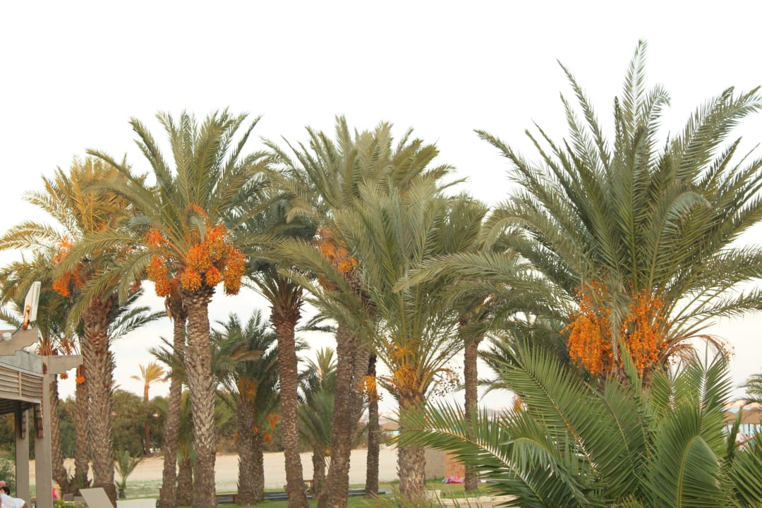 Sehr schön angelegter Garten mit Dattelpalmen Steigenberger Marhaba Thalasso Hammamet