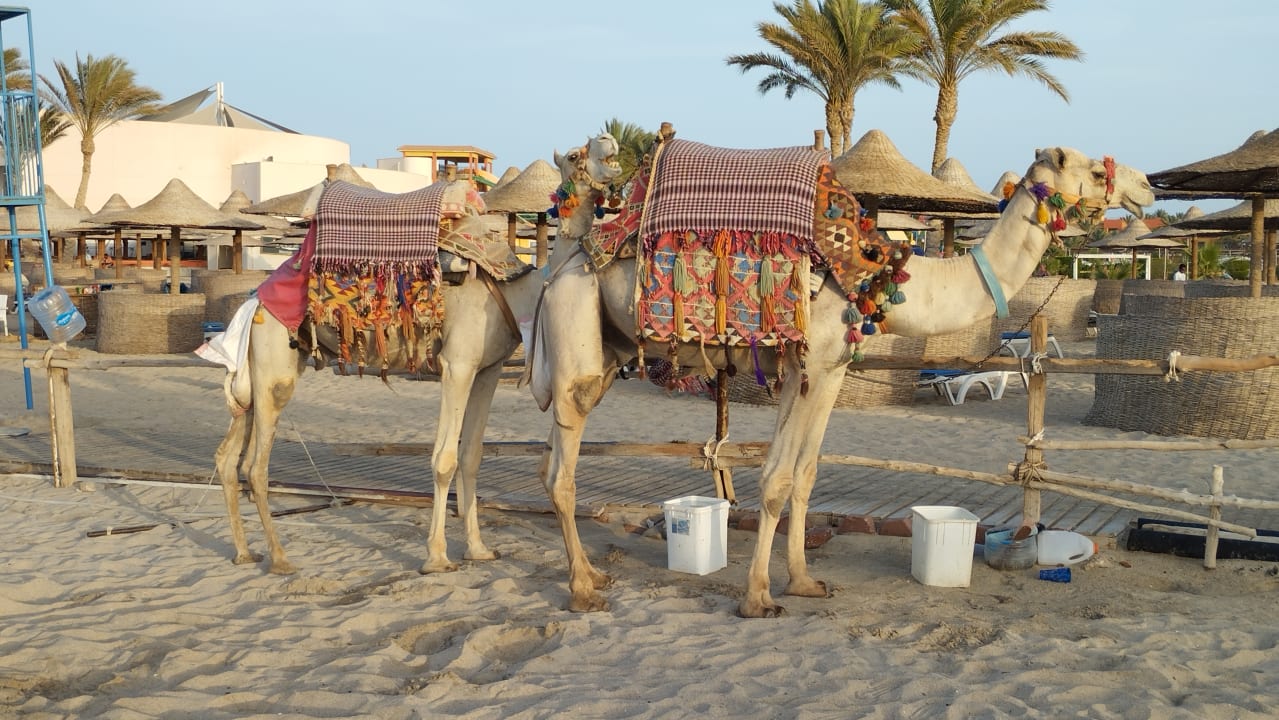 Strand Malikia Resort Abu Dabbab