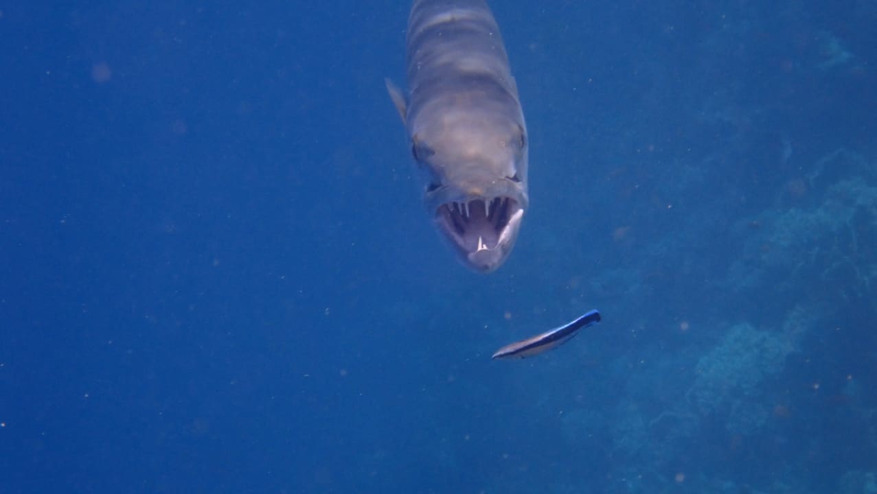 Sport & Freizeit Brayka Bay Resort