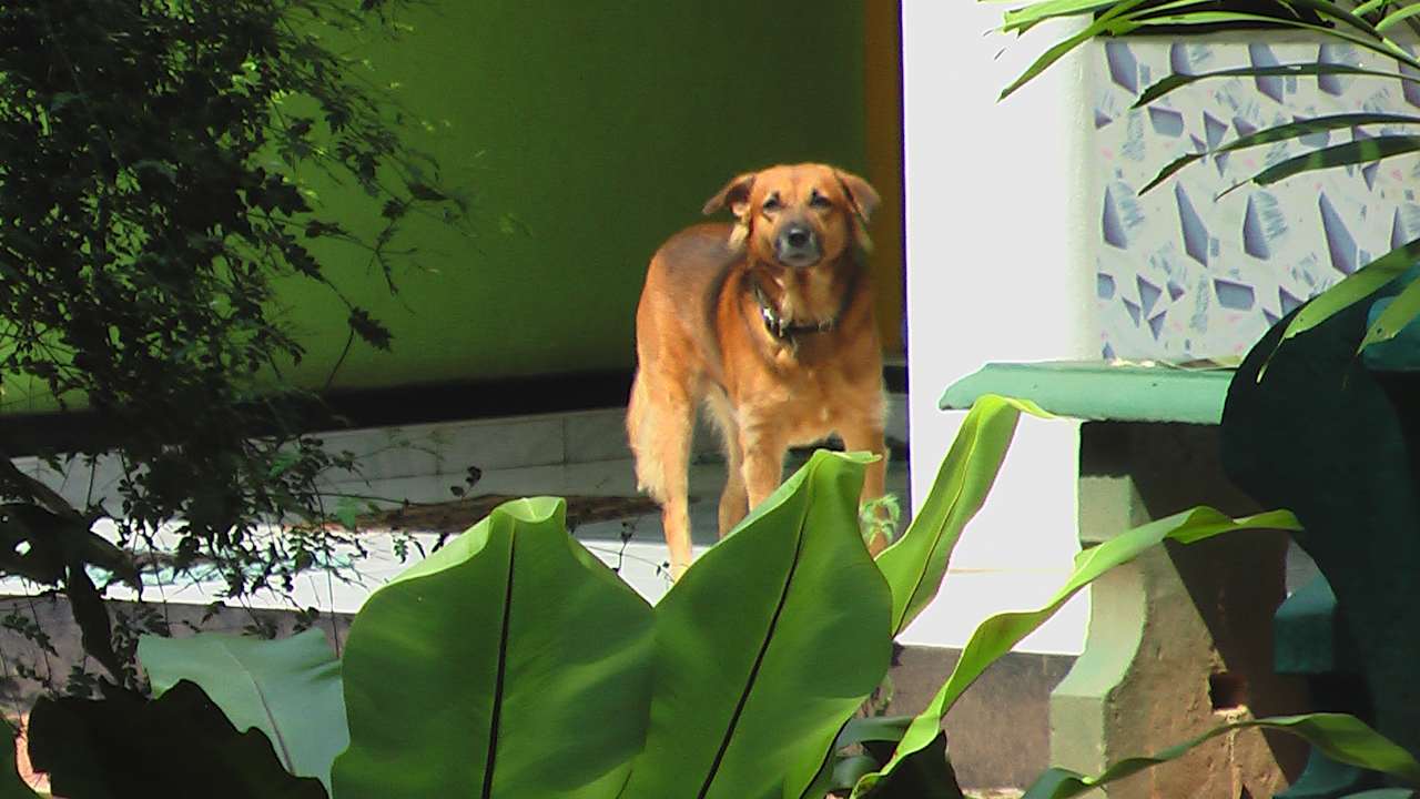 Sonstiges Sunshine Guesthouse