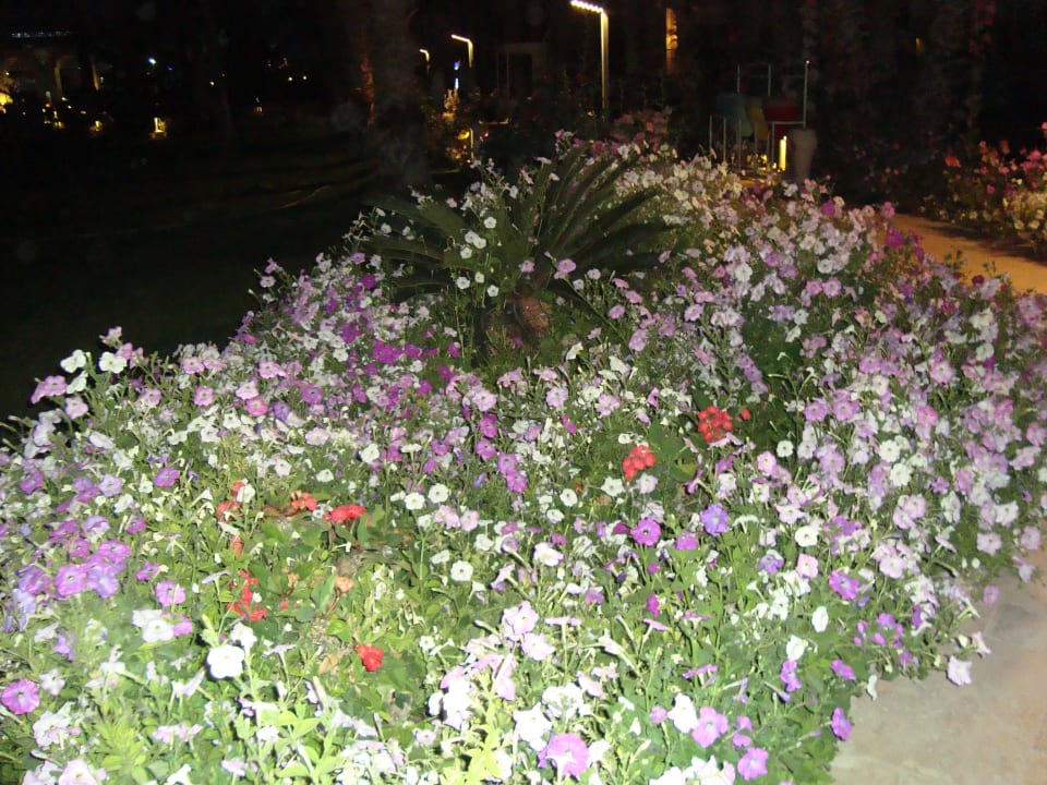 Gartenanlage Beach Albatros Resort