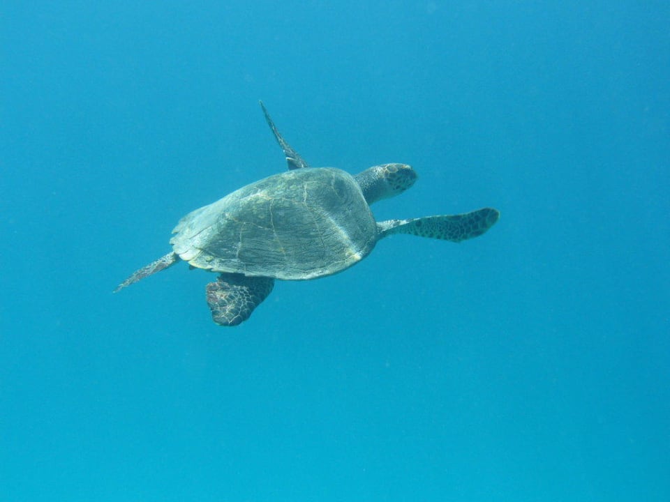 Schildktöte Summer Island Maldives