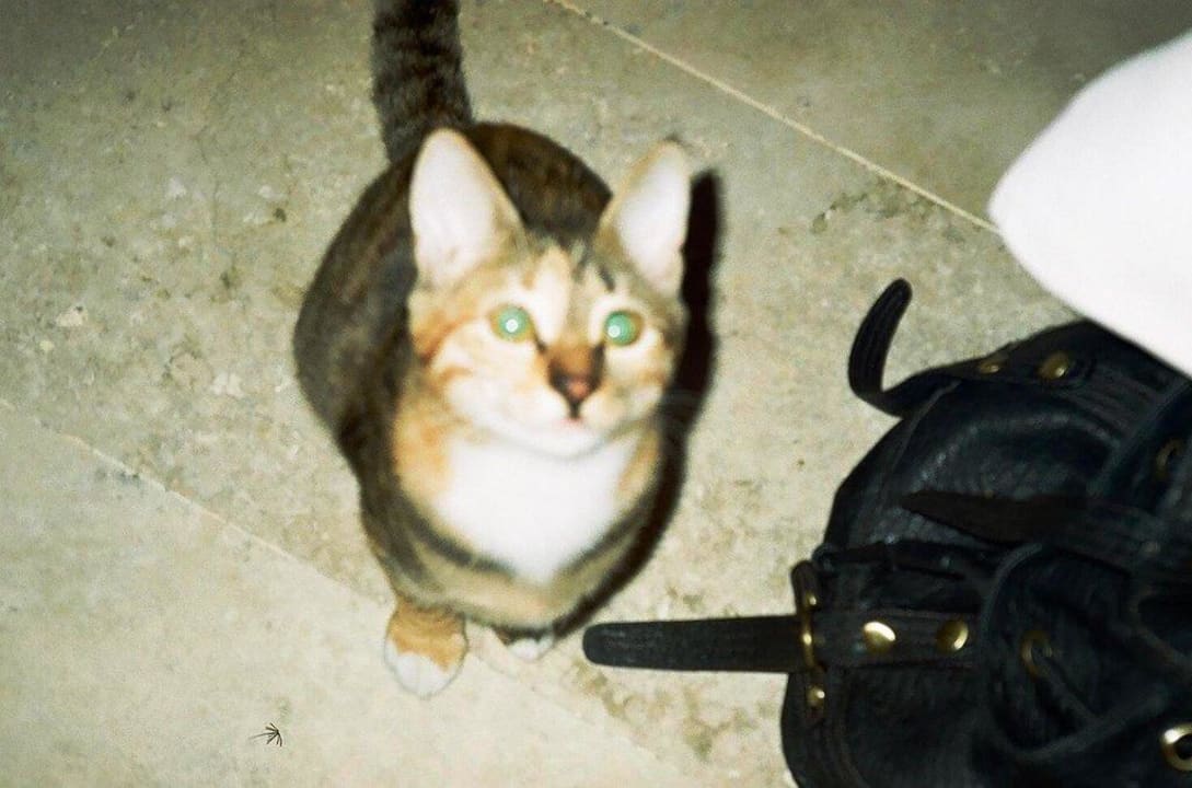 Hotelkatze New Garden Hotel Side