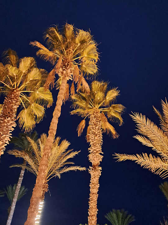 Gartenanlage El Mehdi Beach Resort