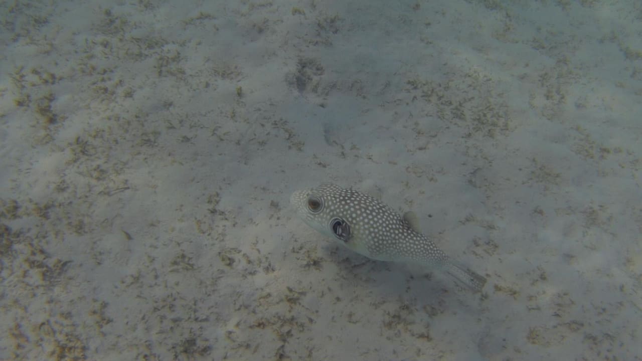 Sport & Freizeit Hotel Gorgonia Beach Resort