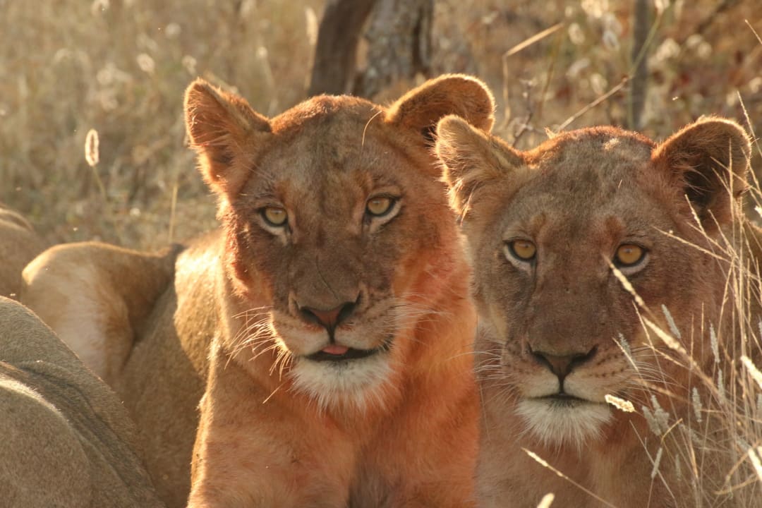 Sonstiges Hotel Pondoro Game Lodge