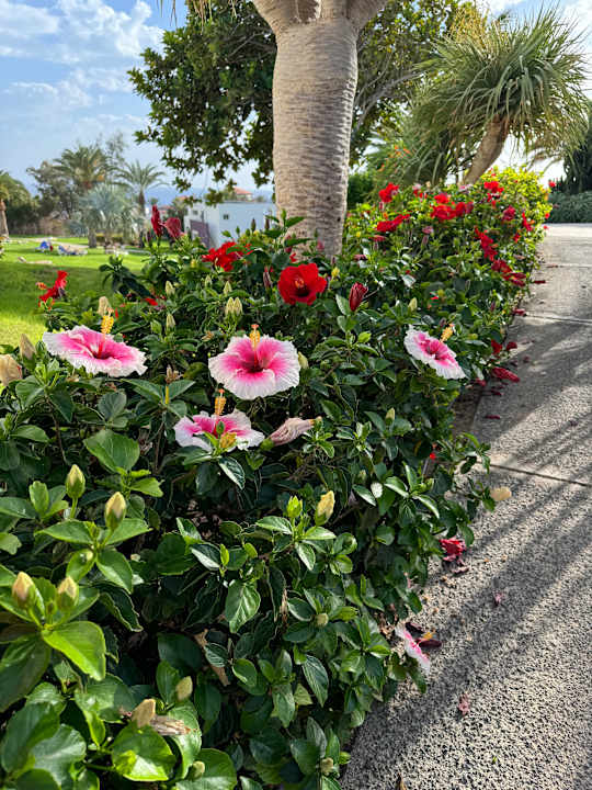 Gartenanlage allsun App.-Hotel Esquinzo Beach