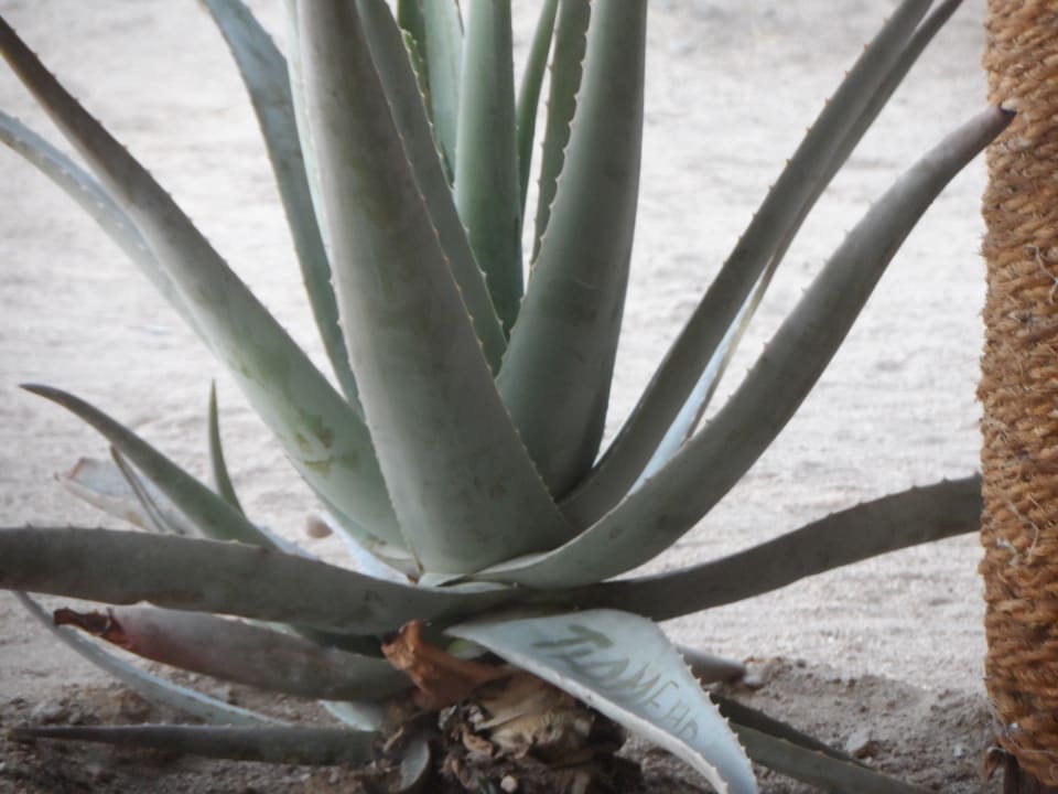 Египет Stella Garden Resort & Spa, Makadi Bay