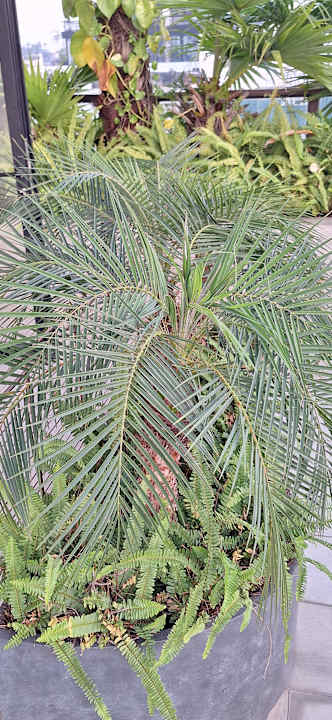 Gartenanlage La Passion Hanoi Hotel & Spa