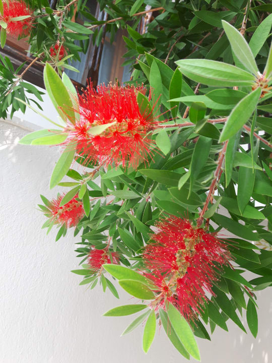 Gartenanlage Akrathos Beach Hotel