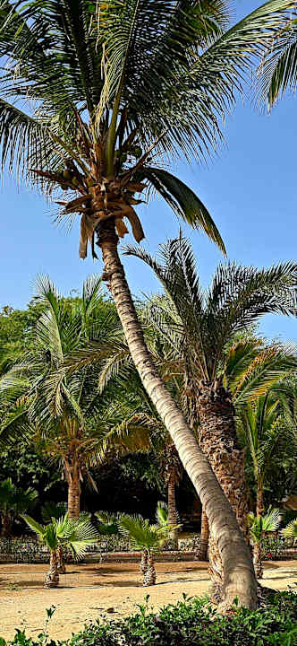 Gartenanlage Hotel Riu Cabo Verde