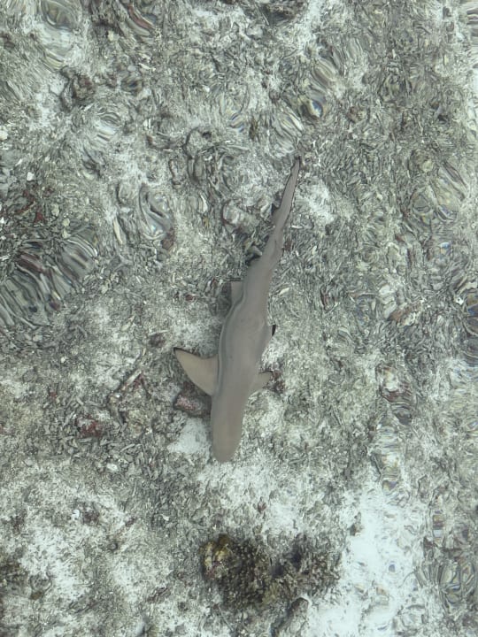 Strand Cinnamon Dhonveli Maldives
