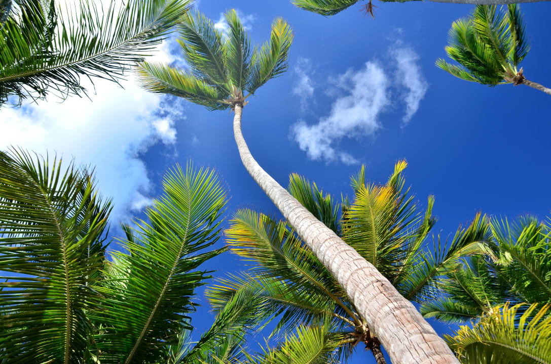 Palmy, niebo, słońce Occidental Punta Cana