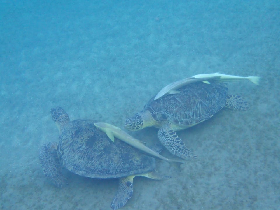 Strand Hilton Marsa Alam Nubian Resort