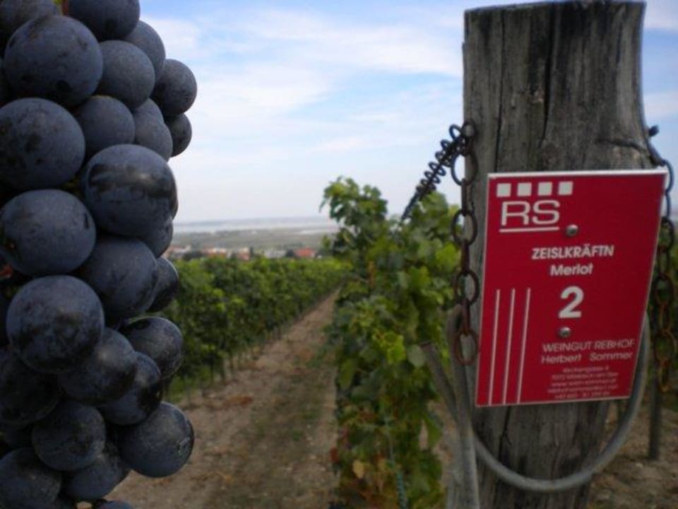 Merlot Rebstöcke von Rebhof Sommer Rebhof Sommer