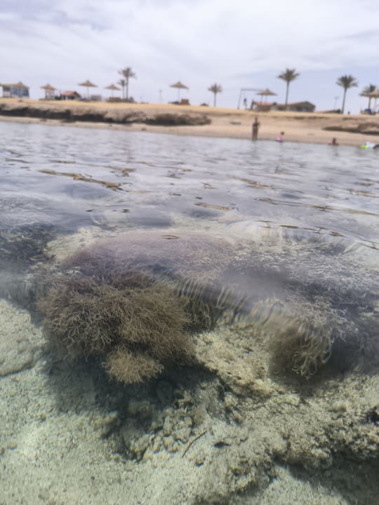 Strand Pickalbatros Sea World Resort - Marsa Alam