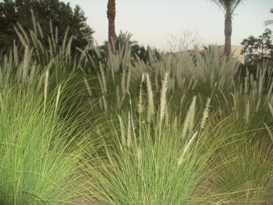 Wurde später abgeschnitten Stella Beach Resort & Spa Makadi Bay