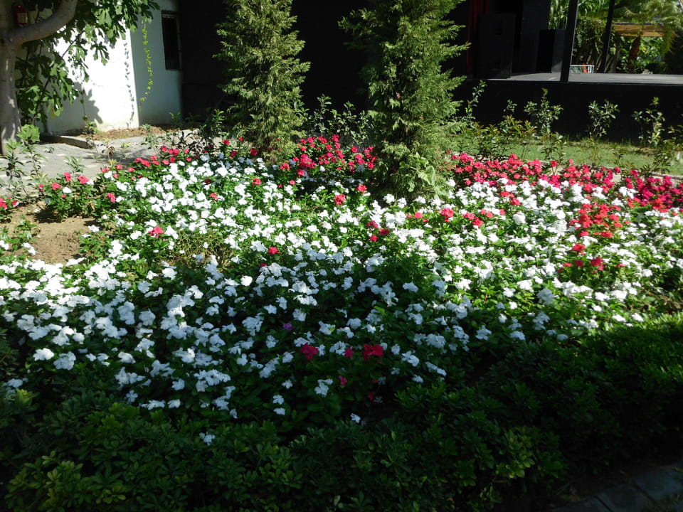 Blumen im Garten Sun Club Hotel