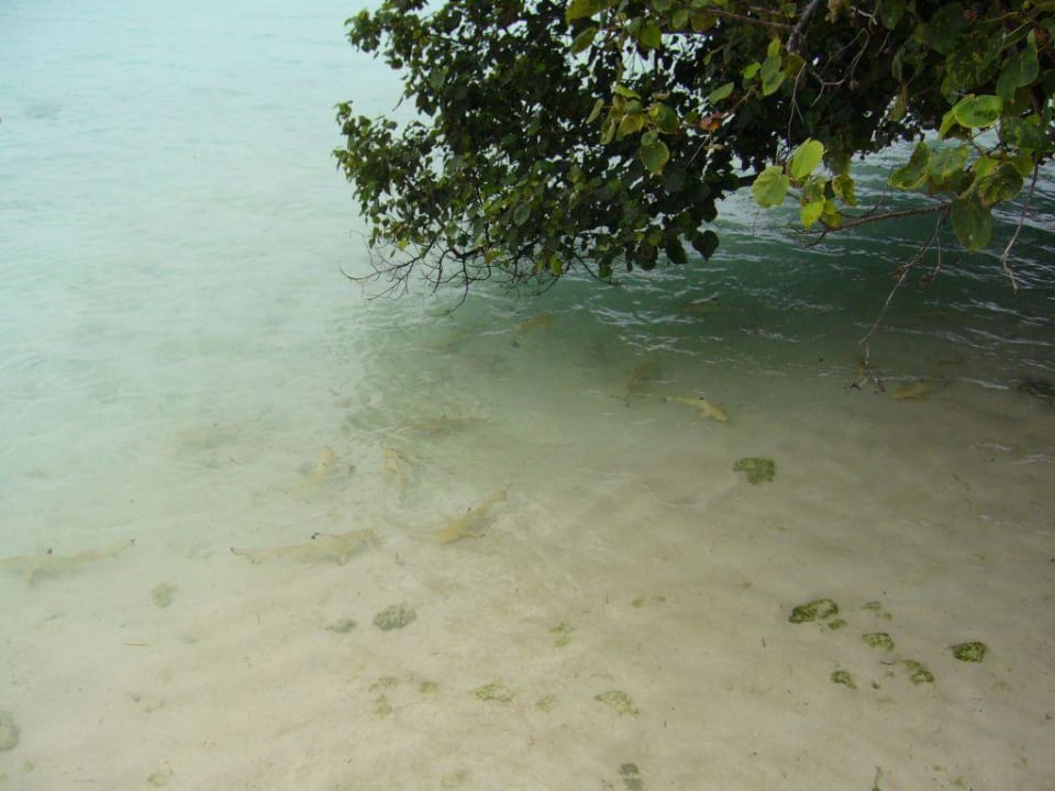 Haiversammlung Meeru Maldives Resort Island