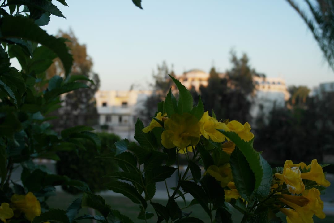 Чудо 2 Desert Rose