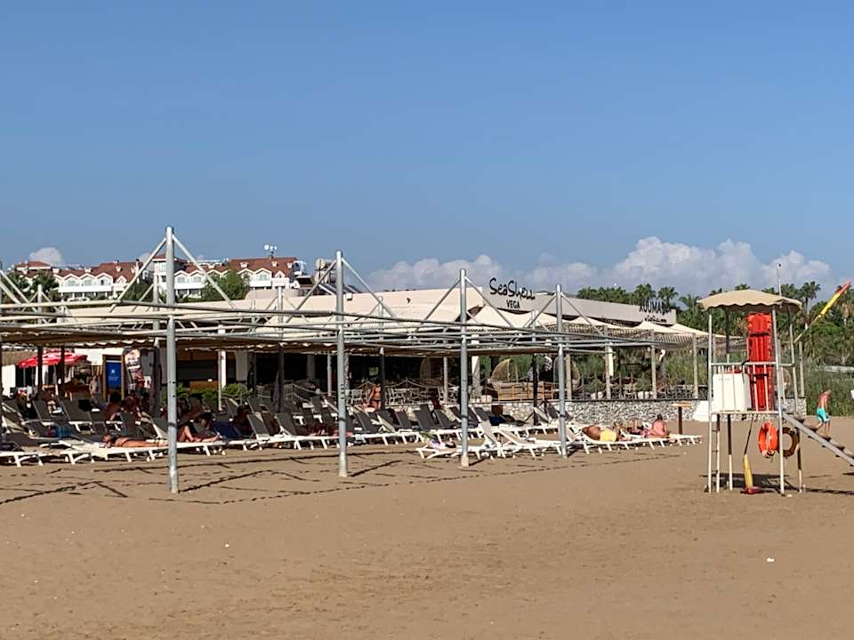 Strand Seashell Vega