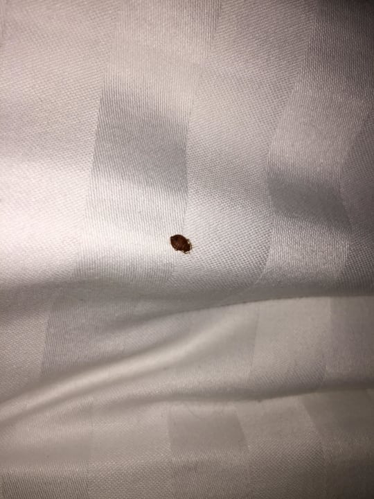 Bettwanzen  ECONTEL Hotel München