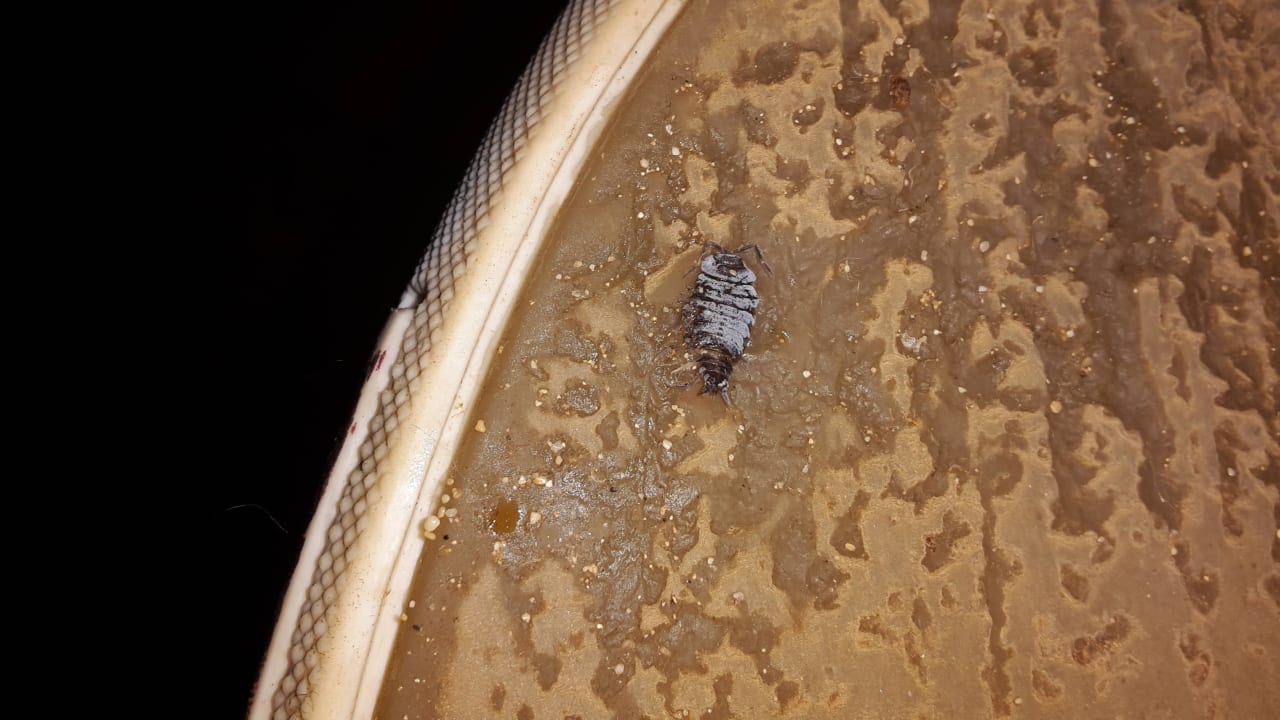 Bettwanzen Hotel Riu Touareg